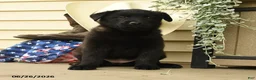 Belgian Malinois dogs for sale: Chloe - Ad 3