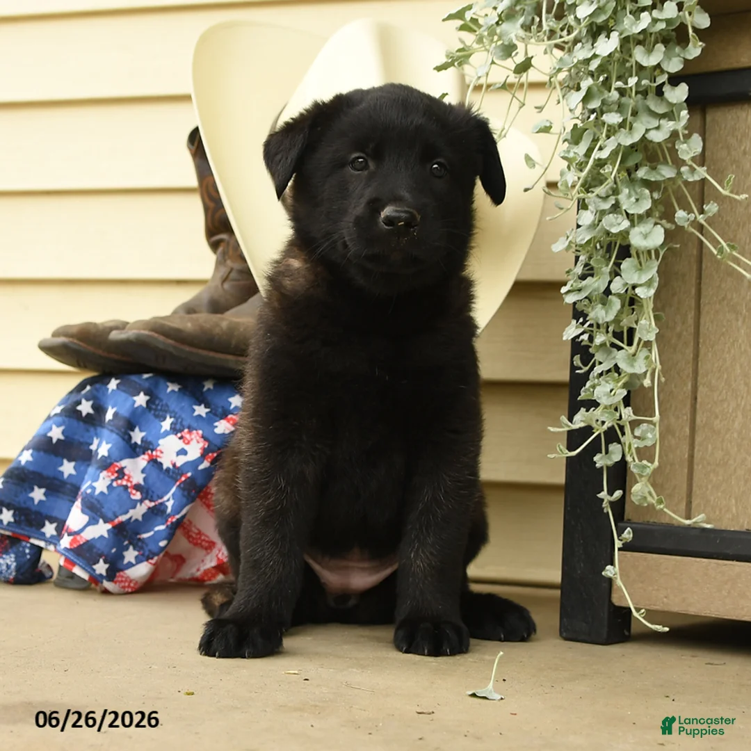 Belgian Malinois dogs for sale: Chloe - Ad 3