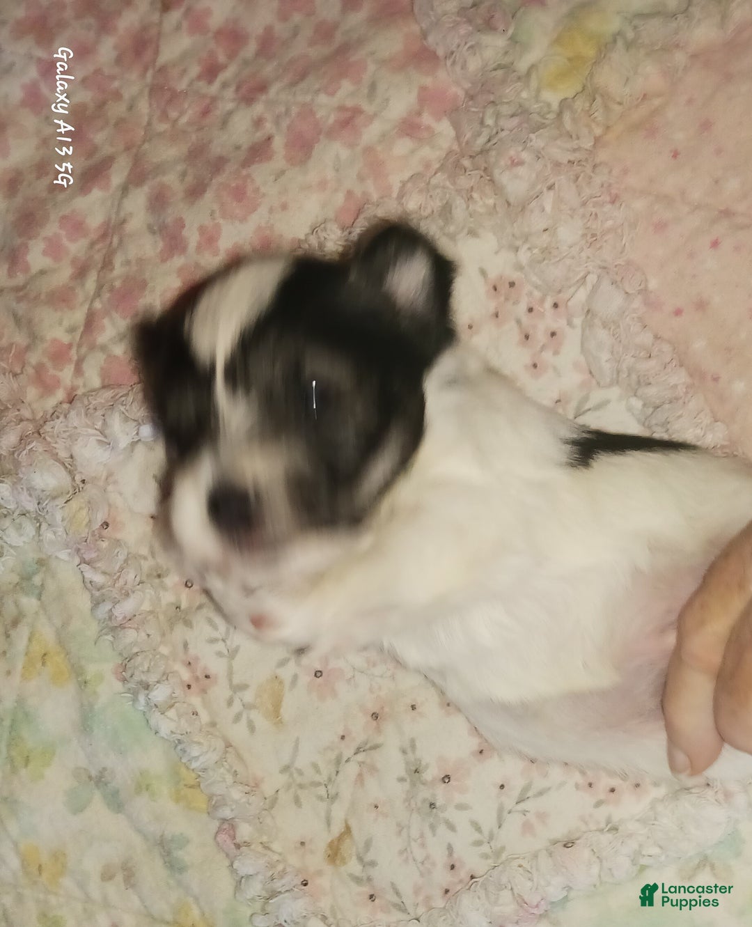 Miniature Schnauzer dogs for sale: Mia's Green Ribbon Boy  - Ad 1