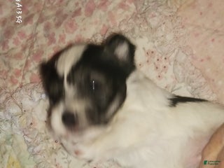 Miniature Schnauzer dogs Mia's Green Ribbon Boy - Ad 2