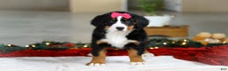 Bernese Mountain Dog dogs for sale: Katy - Ad 4