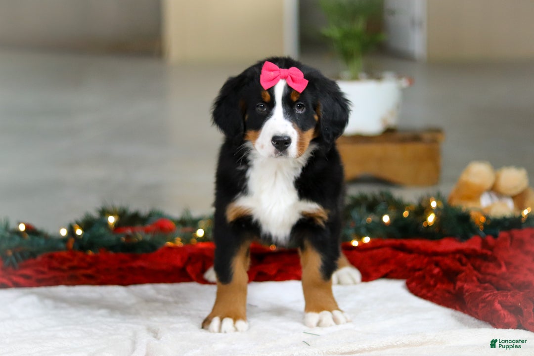 Bernese Mountain Dog dogs for sale: Katy - Ad 4