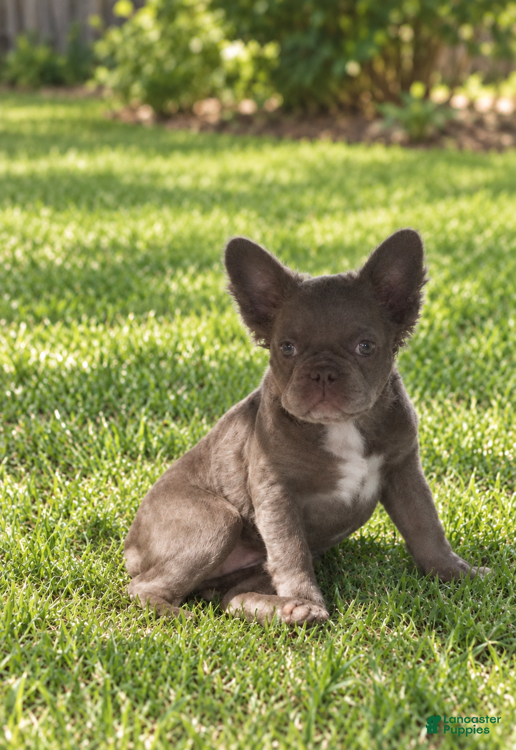 French Bulldog dogs Violet - Ad 2