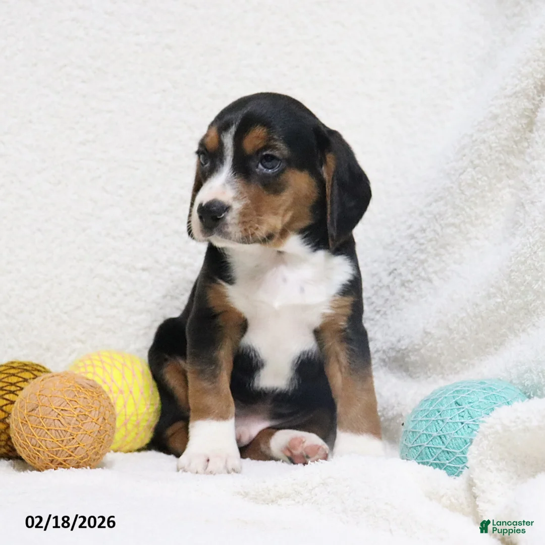 Beagle dogs for sale: Nitro - Ad 2