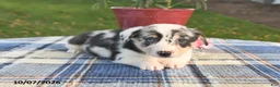 Welsh Corgi Pembroke dogs for sale: Cedar - Ad 4