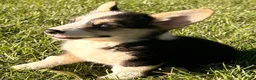 Welsh Corgi Pembroke dogs for sale: Annie - Ad 7