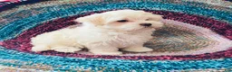 Maltipoo dogs for sale: Maltipoo- Marshall  - Ad 7