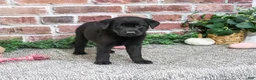 Labrador Retriever dogs for sale: Sapphire - Ad 5