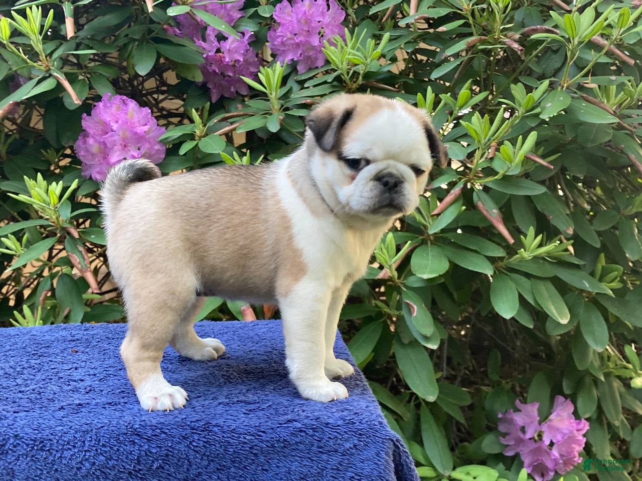 Pug dogs S’mores  - Ad 1