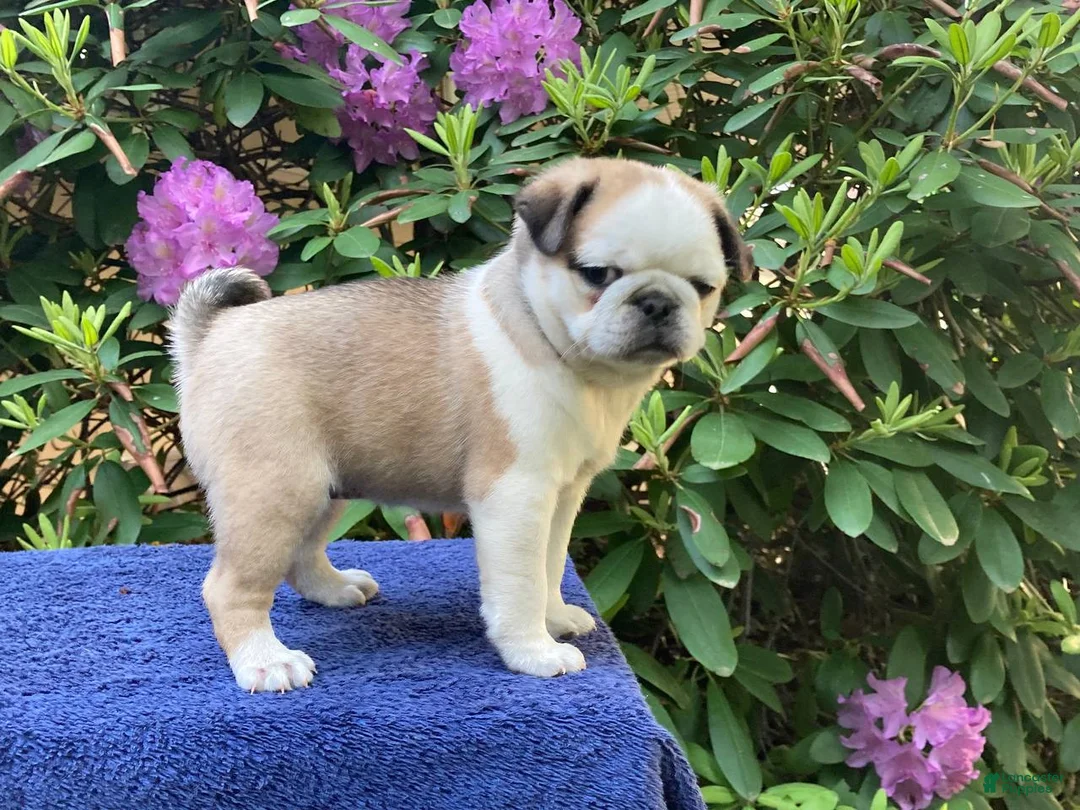 Pug dogs for sale: S’mores  - Ad 1