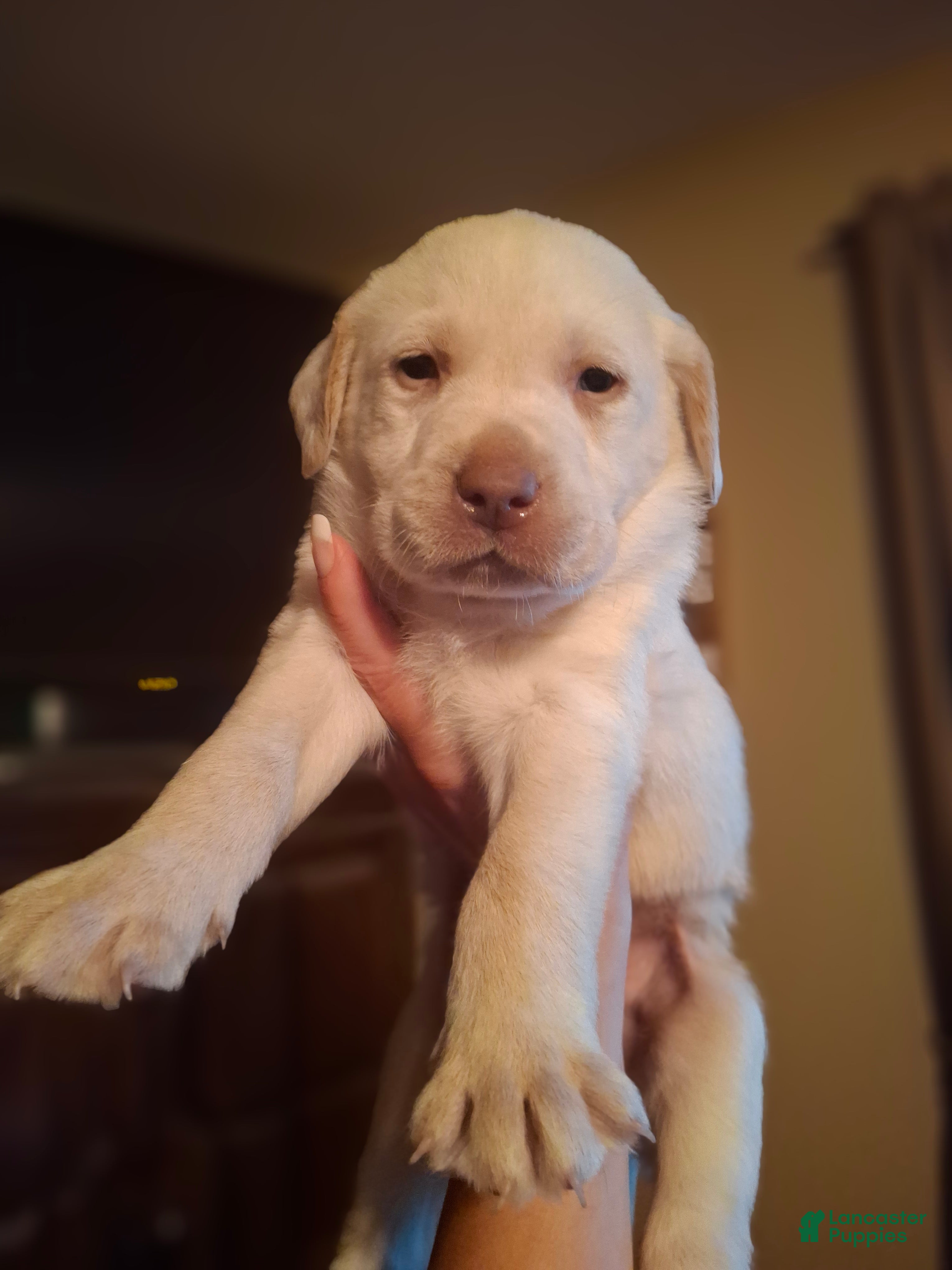Labrador Retriever dogs Sarge - Ad 22