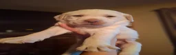 Labrador Retriever dogs for sale: Sarge - Ad 1
