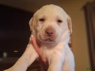Labrador Retriever dogs Sarge - Ad 22