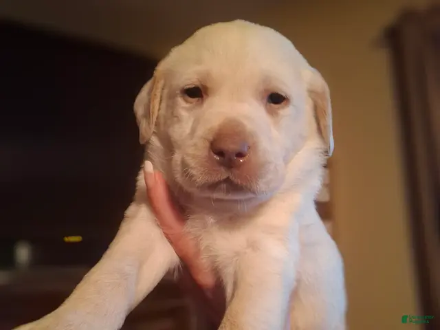 Labrador Retriever dogs for sale: Sarge - Ad 15