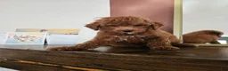 Mini Goldendoodle dogs for sale: Pink Lady - Ad 4