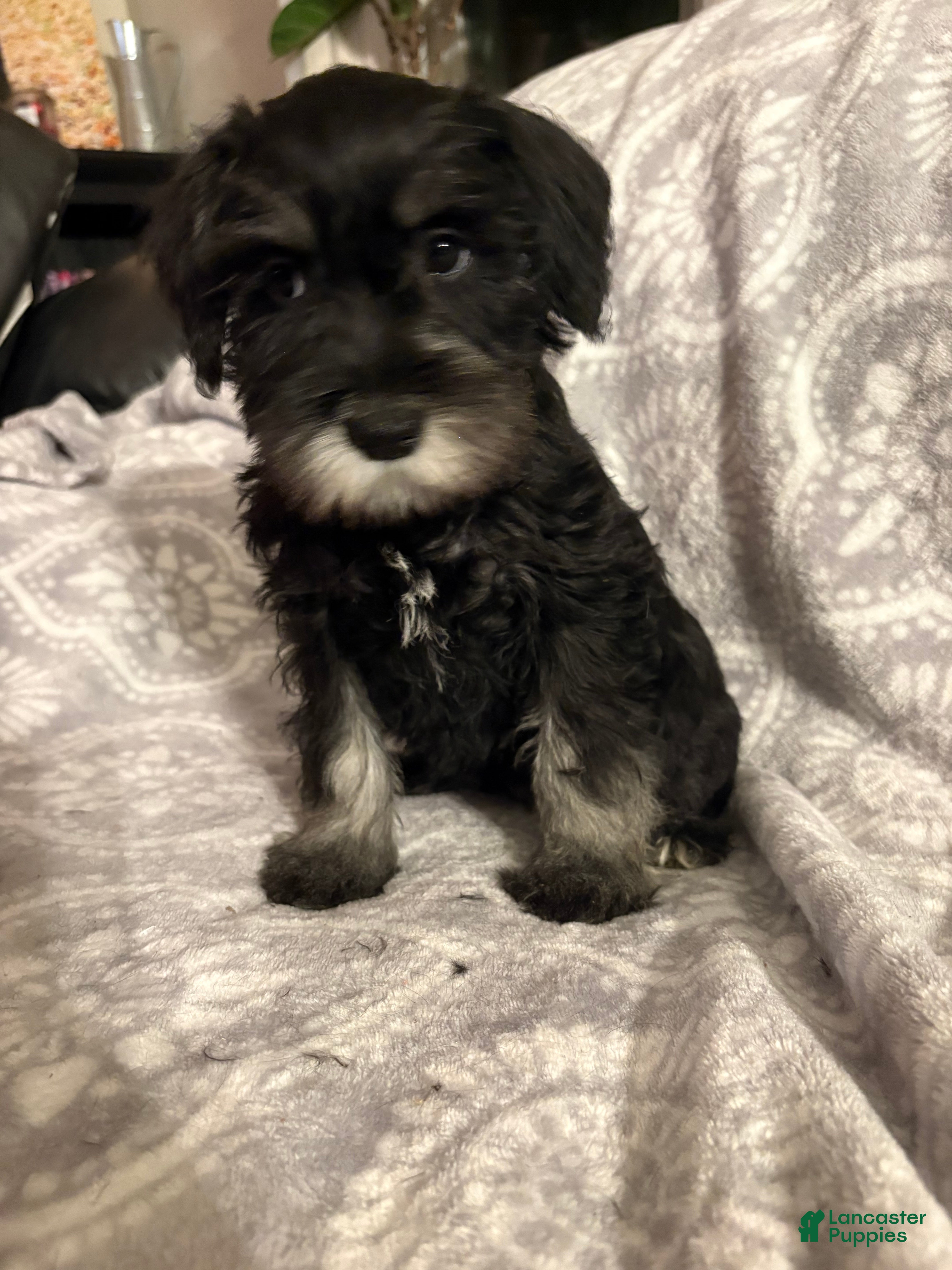 Miniature Schnauzer dogs Miniature Schnauzer Puppy 1 - Ad 32