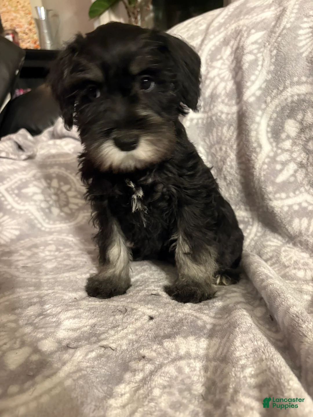 Miniature Schnauzer dogs for sale: Miniature Schnauzer Puppy 1 - Ad 1