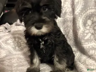 Miniature Schnauzer dogs Miniature Schnauzer Puppy 1 - Ad 32