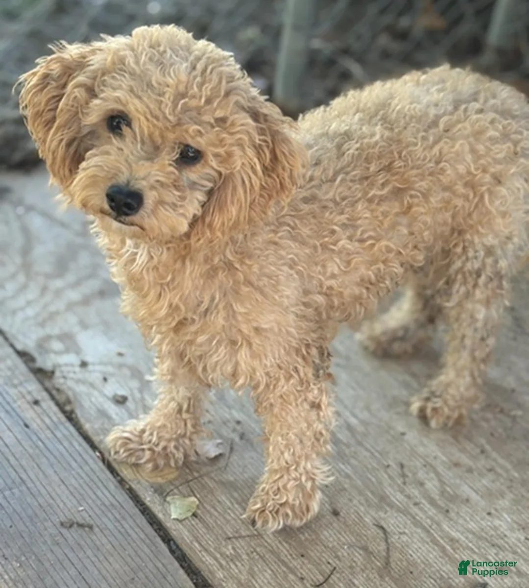 Cockapoo dogs for sale: Cockapoo Puppy 1 - Ad 3