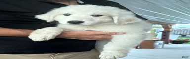 Great Pyrenees 4