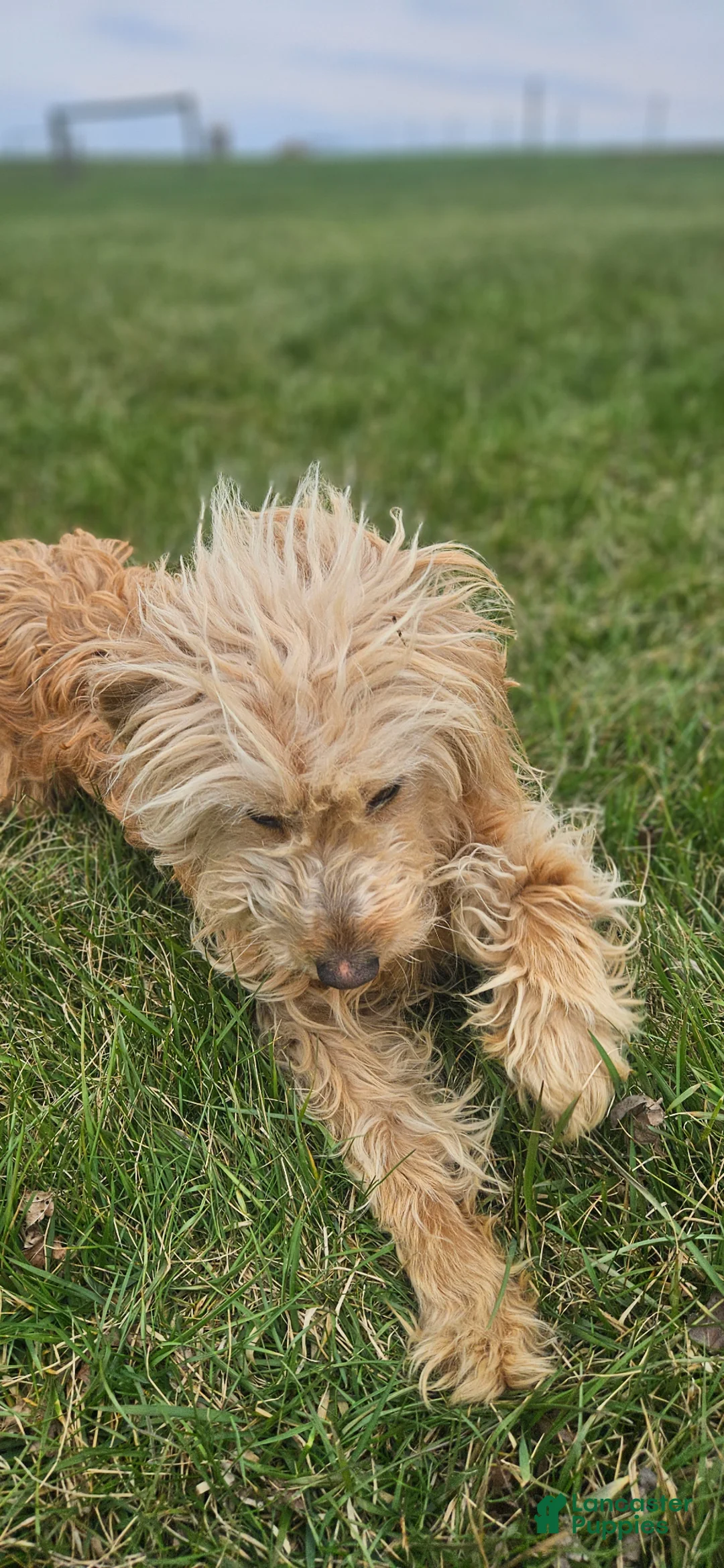 Mini Goldendoodle dogs for sale: Mini Goldendoodle Puppy 1 - Ad 2