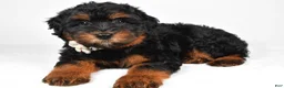 Mini Aussiedoodle dogs for sale: Sadie - Ad 5