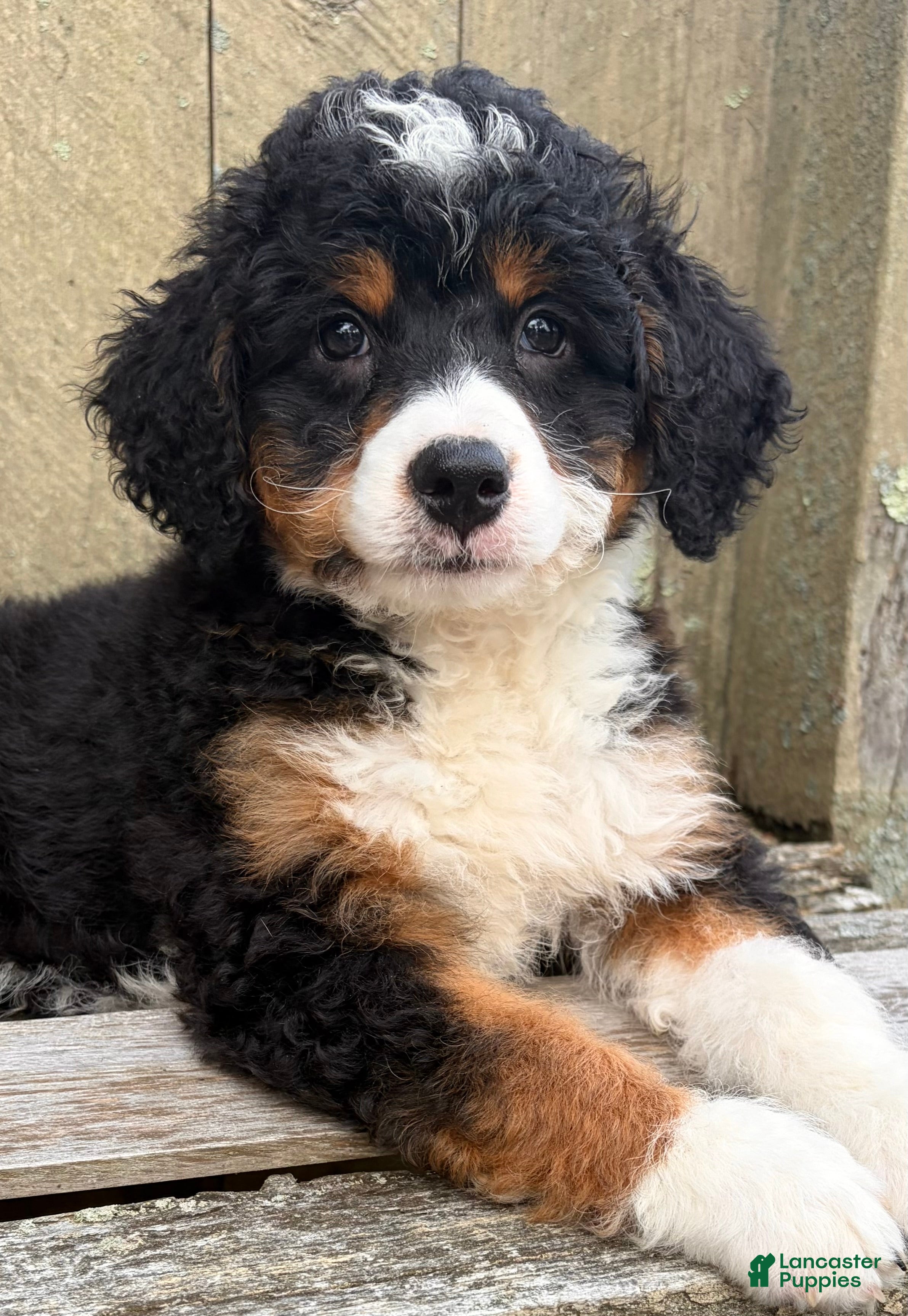 Mini Bernedoodle dogs 💛IN BOSTON MASSACHUSETTS AREA💛TRADITIONAL TRI COLOR💛MINI BERNEDOODLE BOY💛 - Ad 2