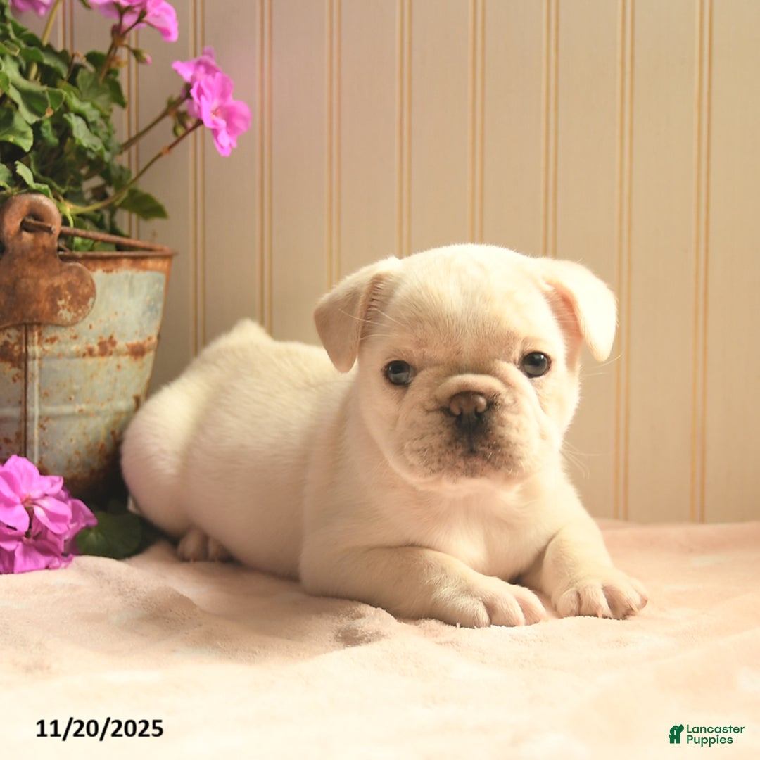 French Bulldog dogs for sale: Noel  - Ad 3