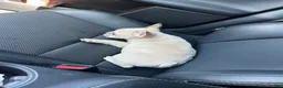 French Bulldog dogs for sale: Cinnamon  - Ad 4