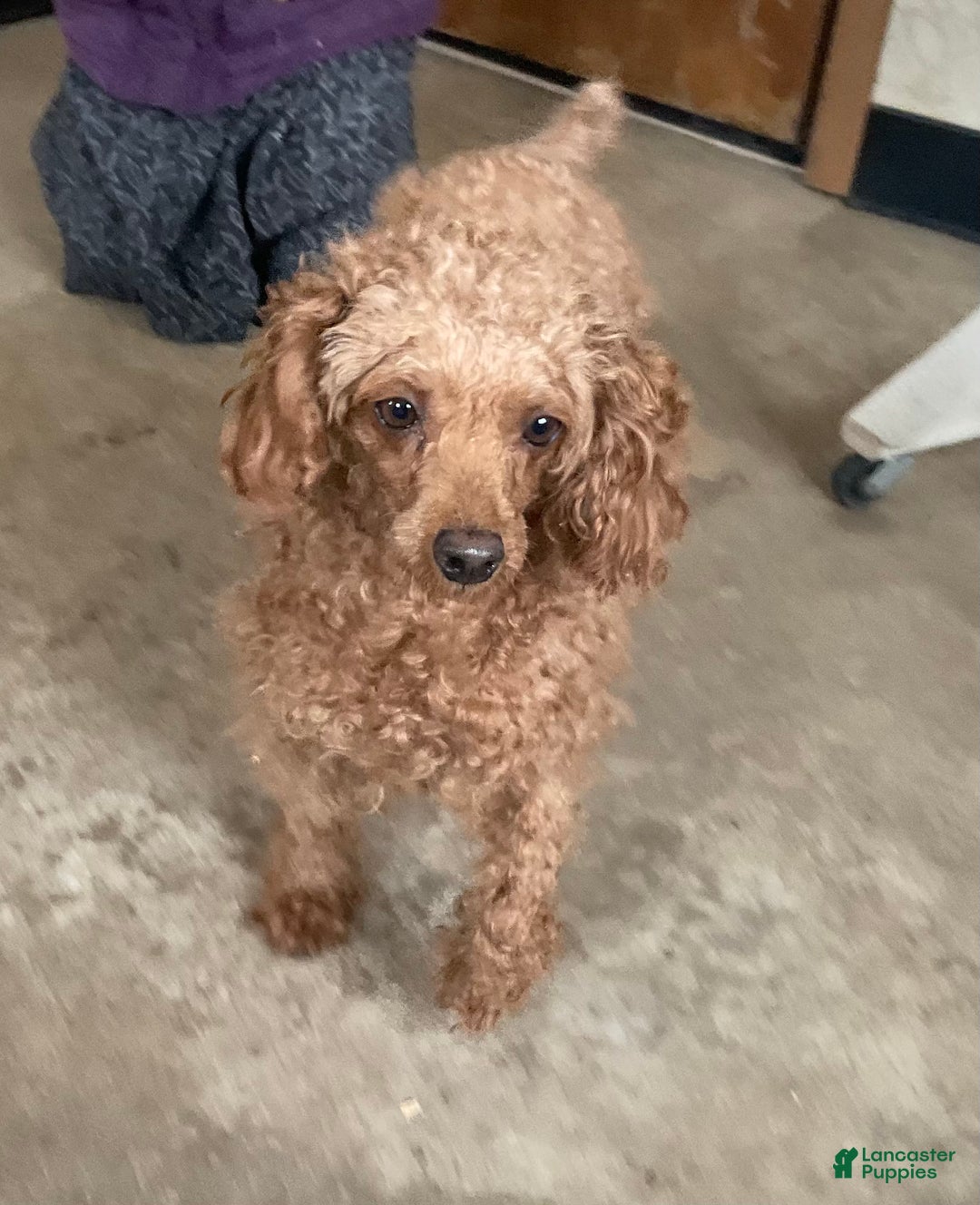 Toy Poodle dogs for sale: Dusty - Ad 5
