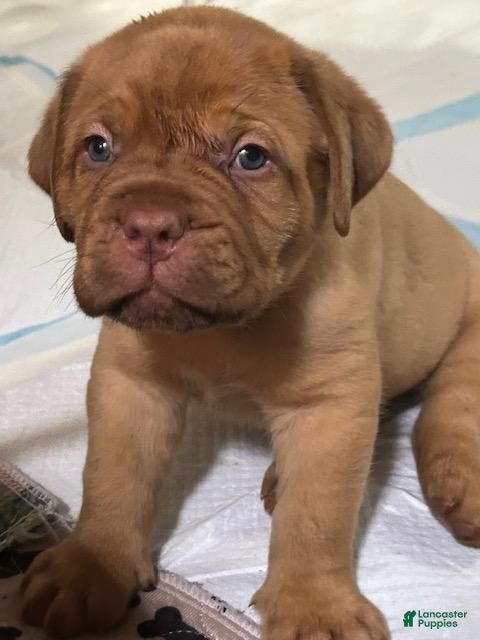 Dogue De Bordeaux dogs for sale: Dogue De Bordeaux 2 - Ad 1