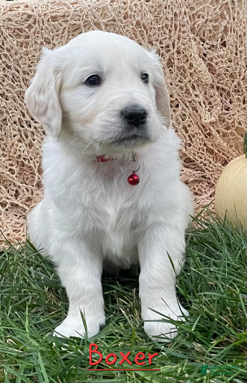 Golden Retriever dogs Boxer - Ad 14