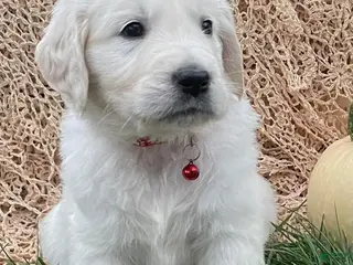 Golden Retriever dogs Boxer - Ad 14