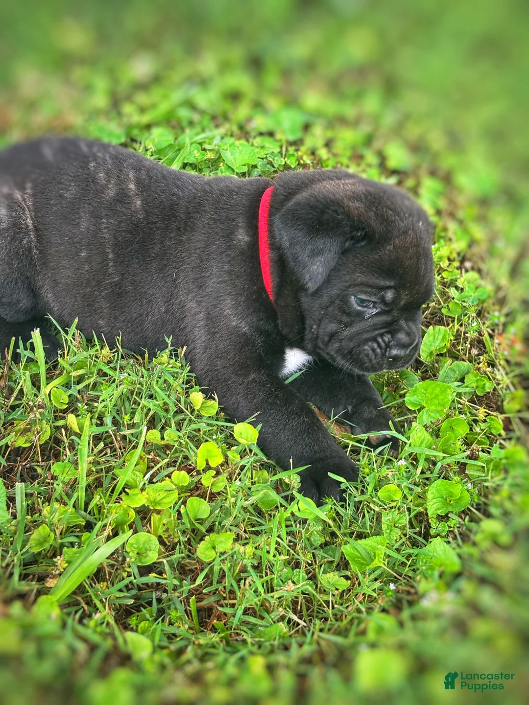 Cane Corso dogs for sale: Cane Corso Puppy 3 - Ad 1