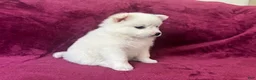 American Eskimo dogs for sale: Casey - Ad 4