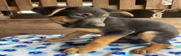 German Shepherd dogs for sale: Zelda - Ad 3