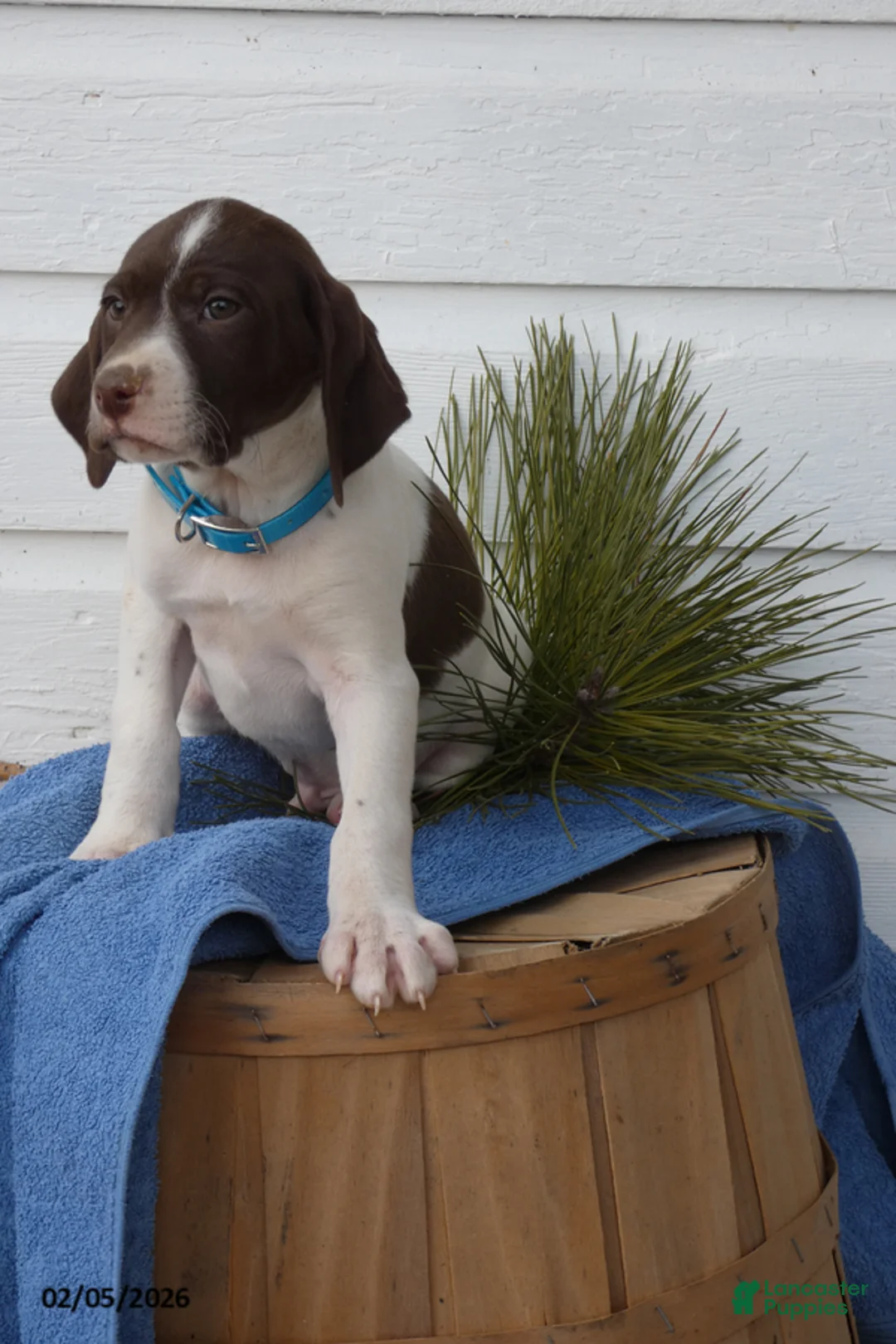 Mixed Breed dogs for sale: Tootsie - Ad 1