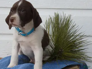 Mixed Breed dogs Tootsie - Ad 34