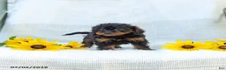 Cavapoo dogs for sale: Kathy - Ad 9