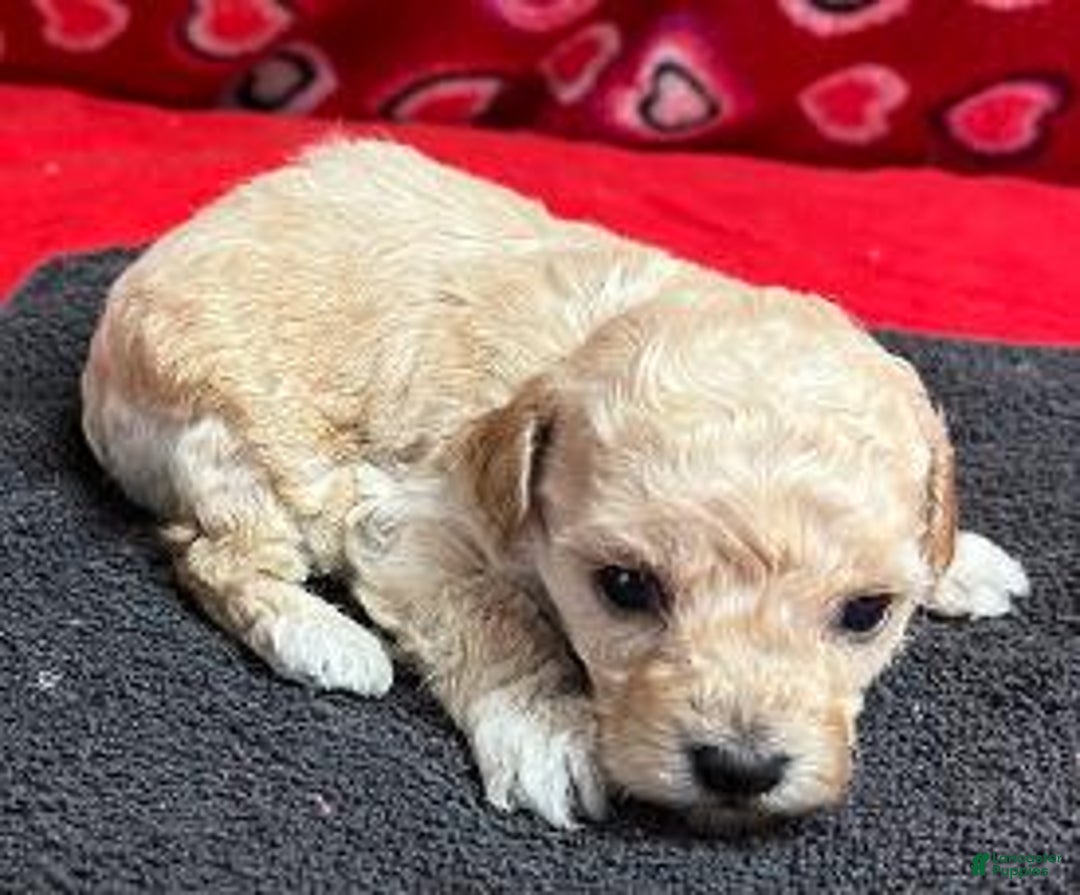 Toy Poodle dogs for sale: Oran - Ad 1