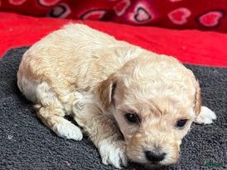 Toy Poodle dogs Oran - Ad 22