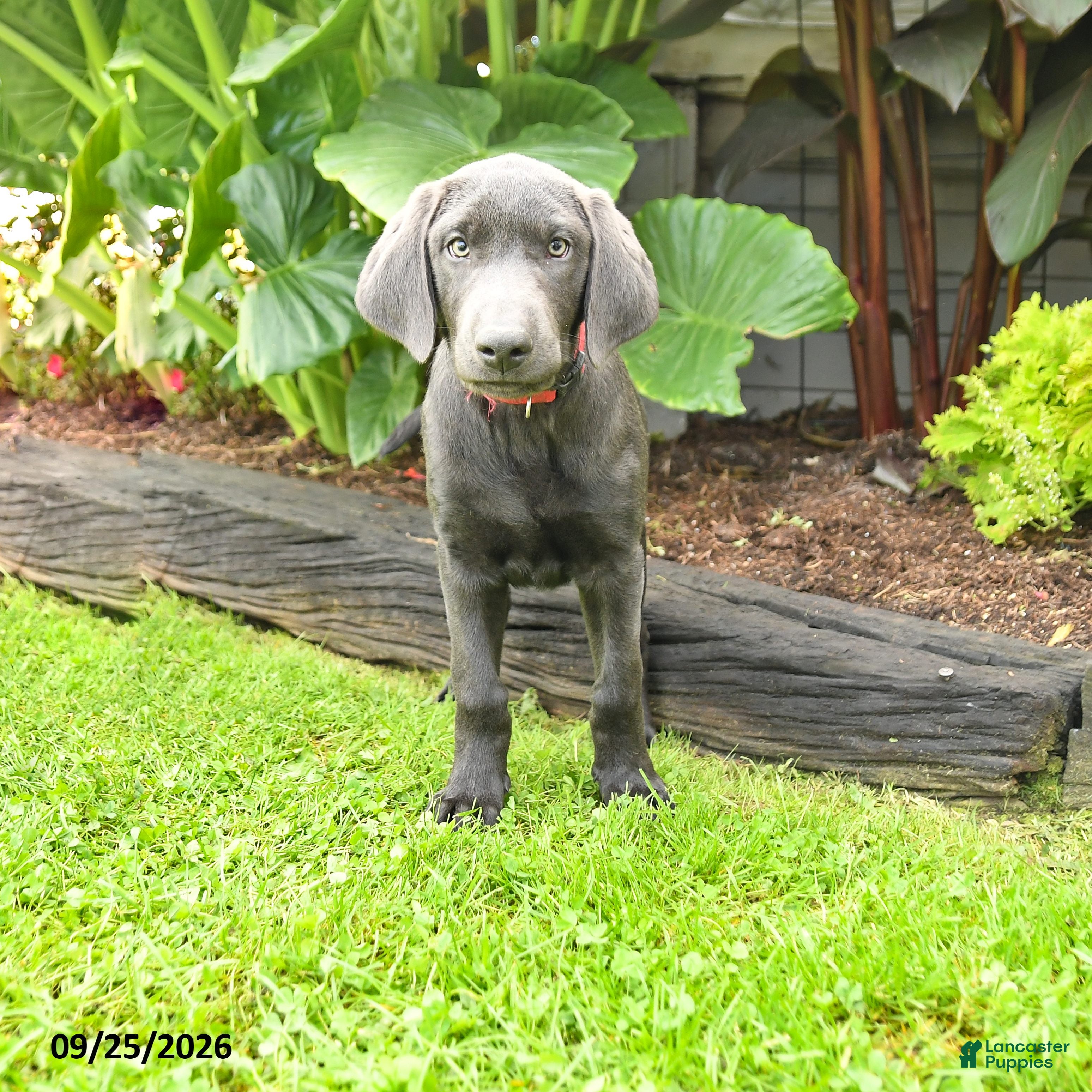 Labrador Retriever dogs Hickory - Ad 1