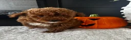 Toy Poodle dogs for sale: Toy Poodle 1 Teddy - Ad 3