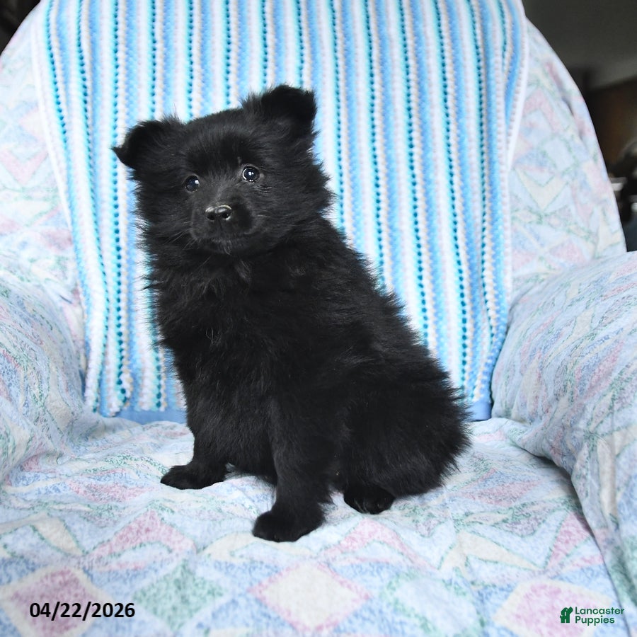 Pomsky dogs Misty - Ad 1