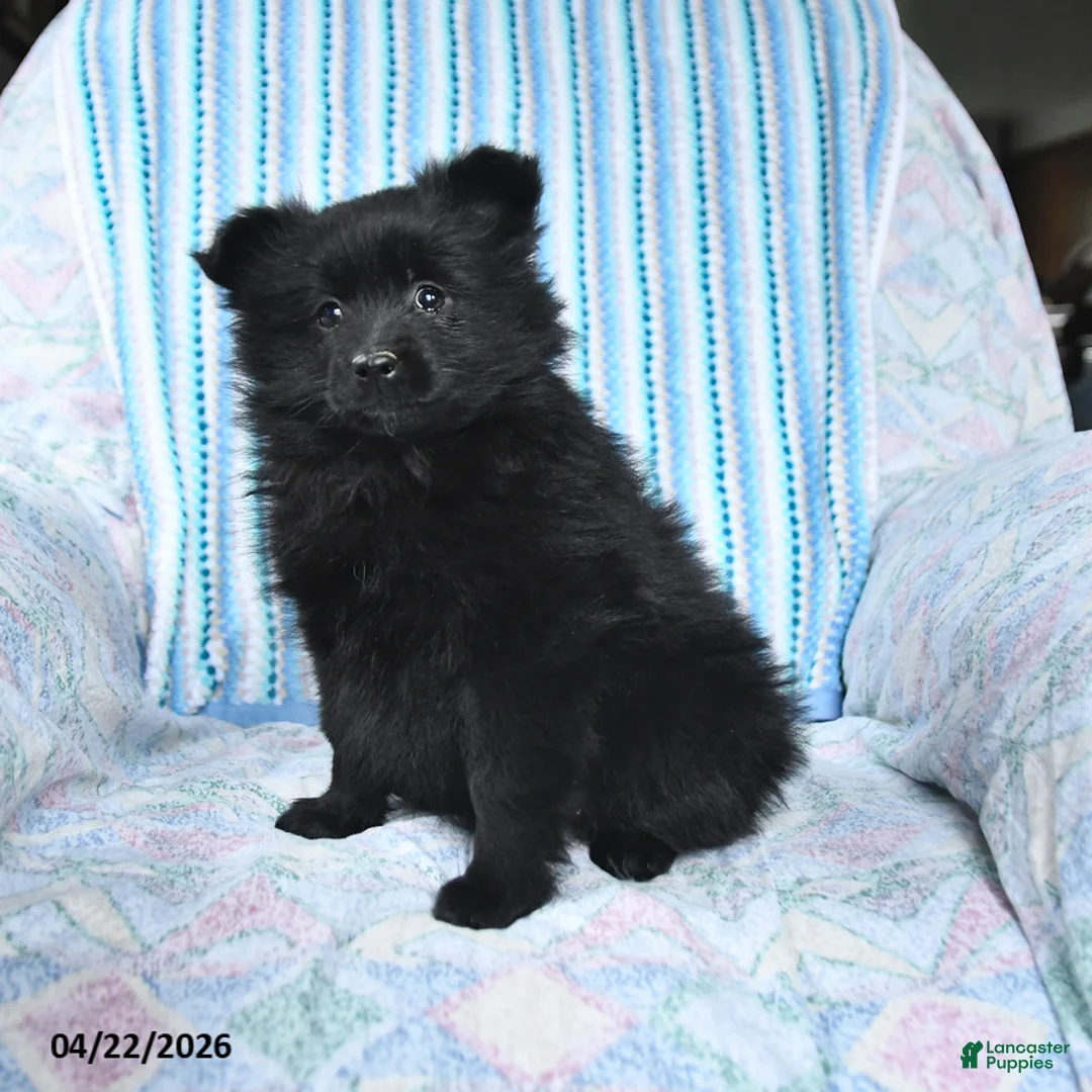 Pomsky dogs for sale: Misty - Ad 1