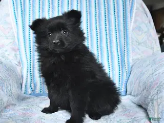Pomsky dogs for sale: Misty - Ad 4