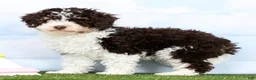 Toy Poodle dogs for sale: Nate - Ad 4