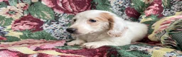 Miniature Dachshund dogs for sale: Valentine - Ad 3