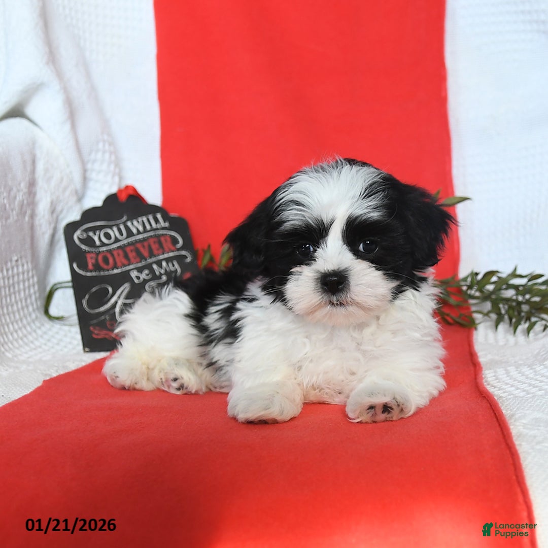 Malshi dogs for sale: Sterling - Ad 4