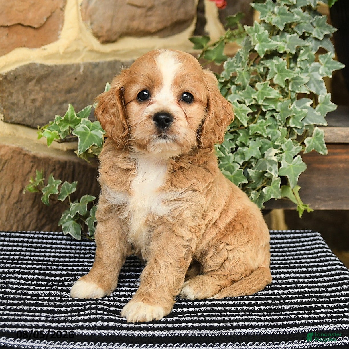 Cockapoo dogs Mocha - Ad 1